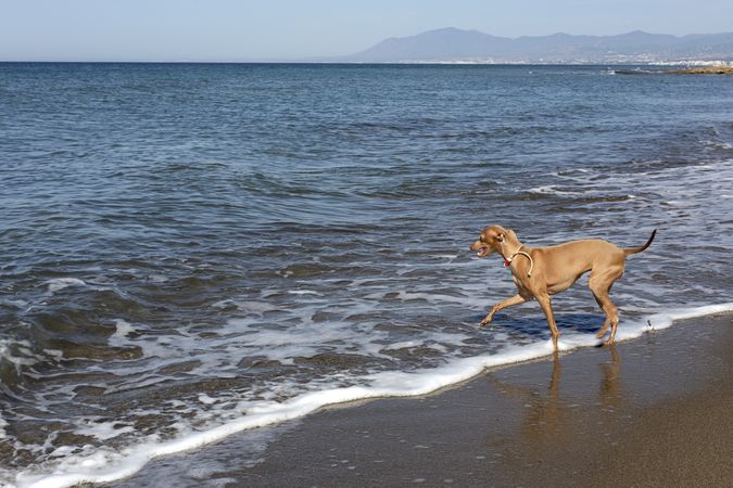 Puppy playing in water of seaside
