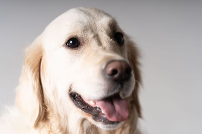 Portrait of cute golden retriever in studio shoot