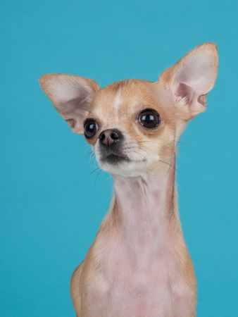 Portrait of a cute chihuahua dog at a blue background