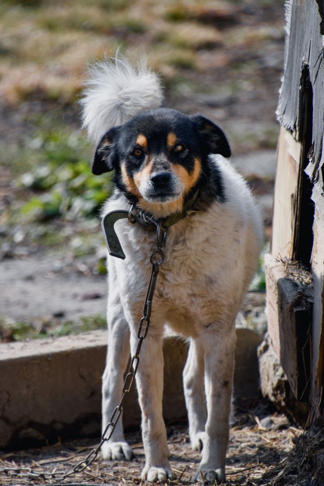Portrait of dog on leach outdoor