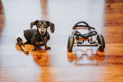 Dog sitting near wheelchair on floor