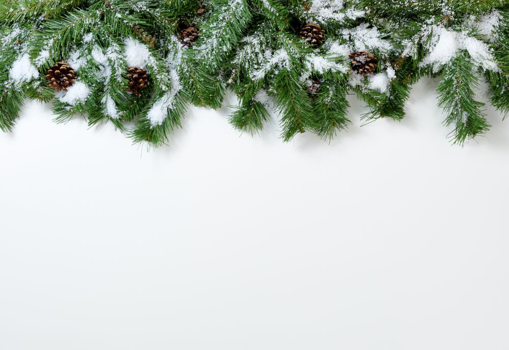 Christmas snowy tree branches and pine cones