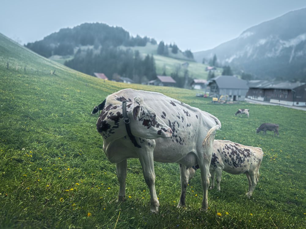 Speckled cow, Rougemont, Switzerland