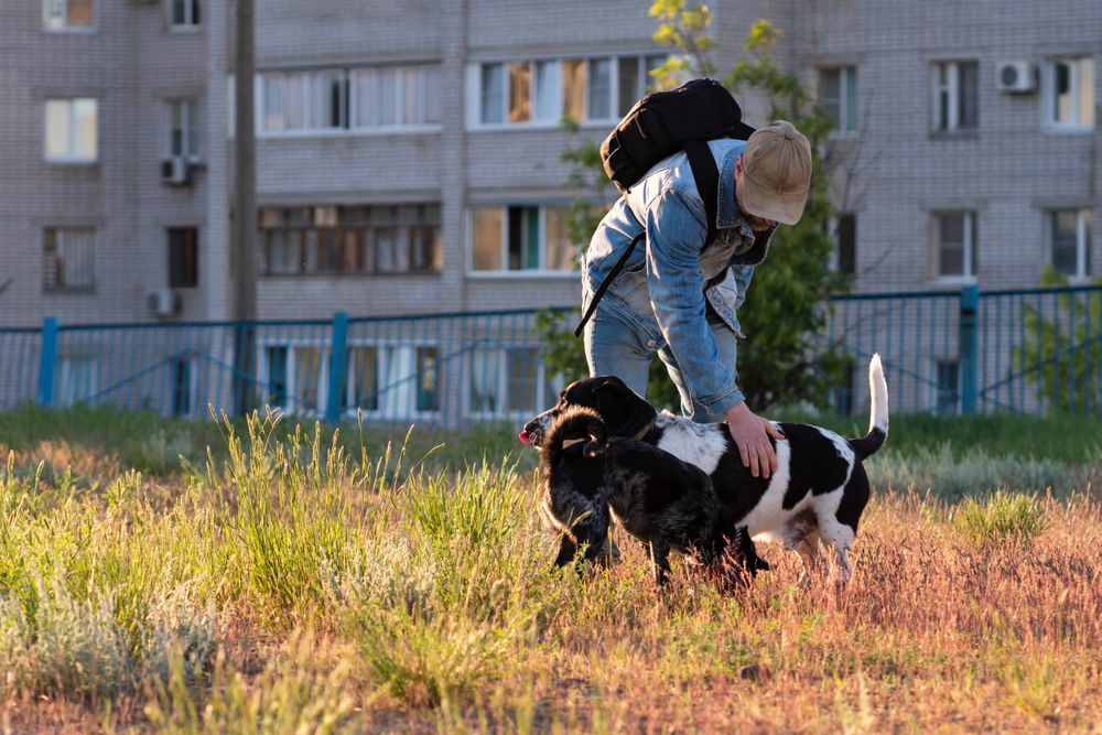 Man bending over to pet dogs in urban park.