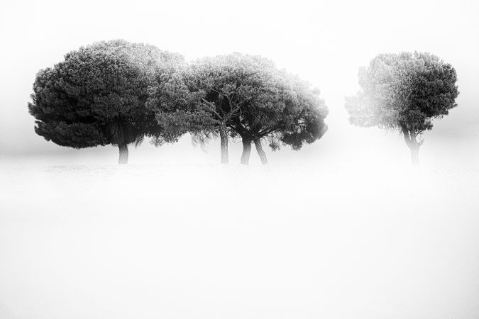Defocused trees in sunset valley