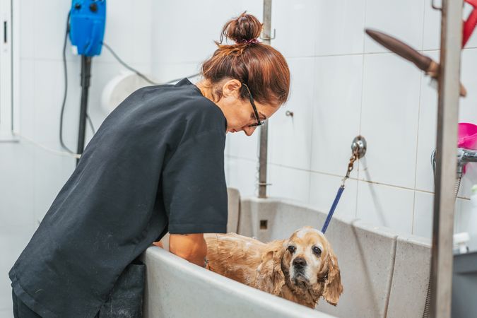 Female groomer washing dog in salon