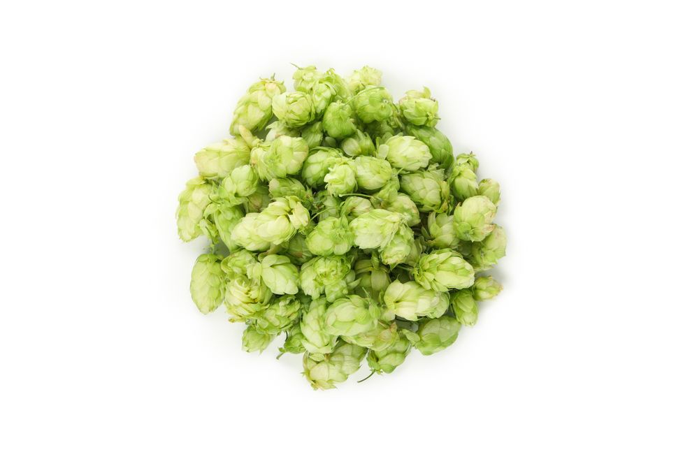 Fresh green hop isolated on light background
