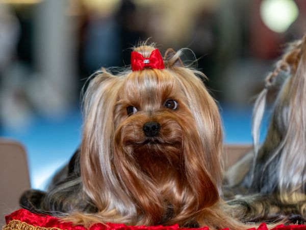 Funny Yorkshire terriers, tiny dogs.