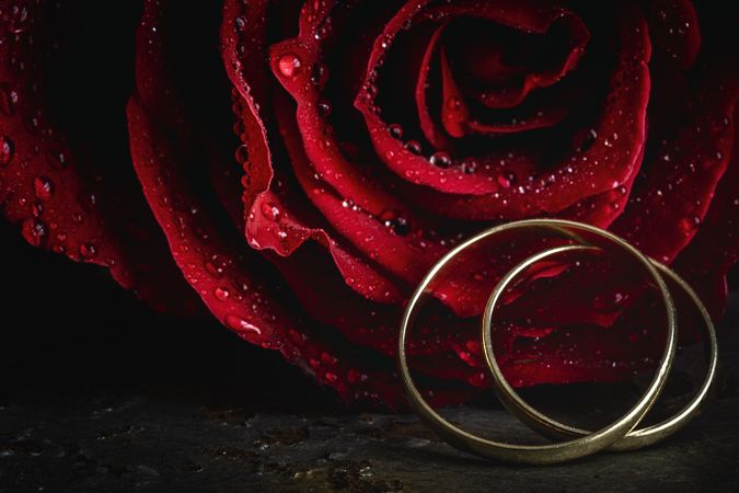 Red roses with dark background with wedding ring