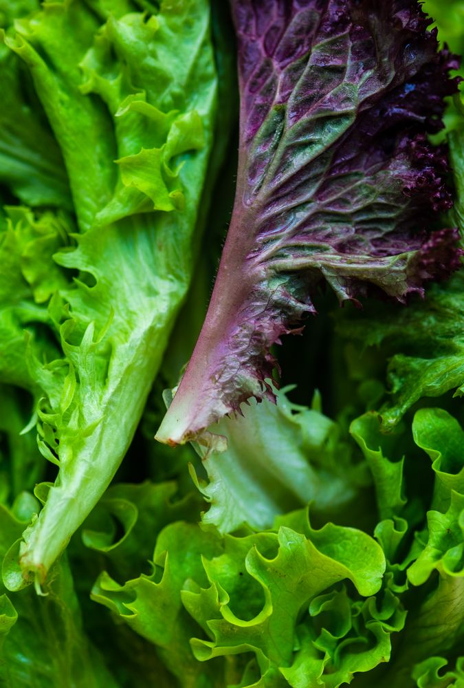Close up of leafy lettuce