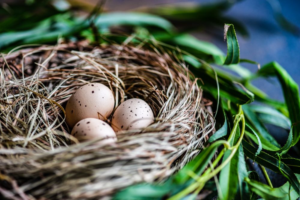 Easter card concept with nest with quail eggs