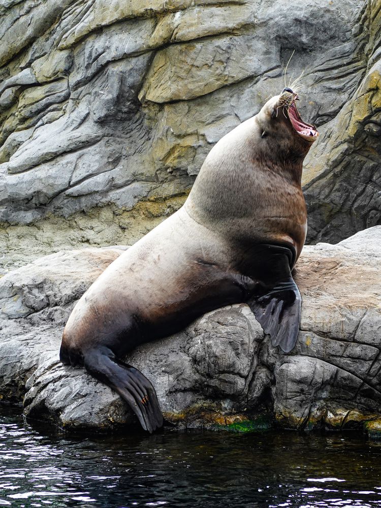 Yawning Steller Sea Lion (Eumetopias jubatus)