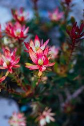 Close up of red drought tolerant flowers