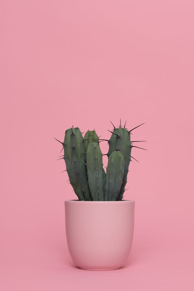Green cactus in a pink flower pot on a pink background in a vertical image