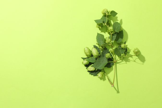 Branch of fresh hop on green background, space for text
