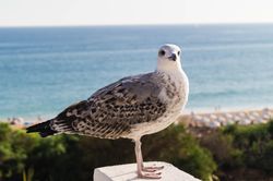 Dove perching on gray concrete surface