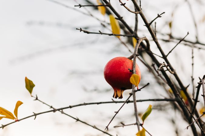 Pomegranate on autumn tree in garden