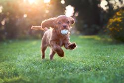 Cavalier spaniel running with ball on green grass