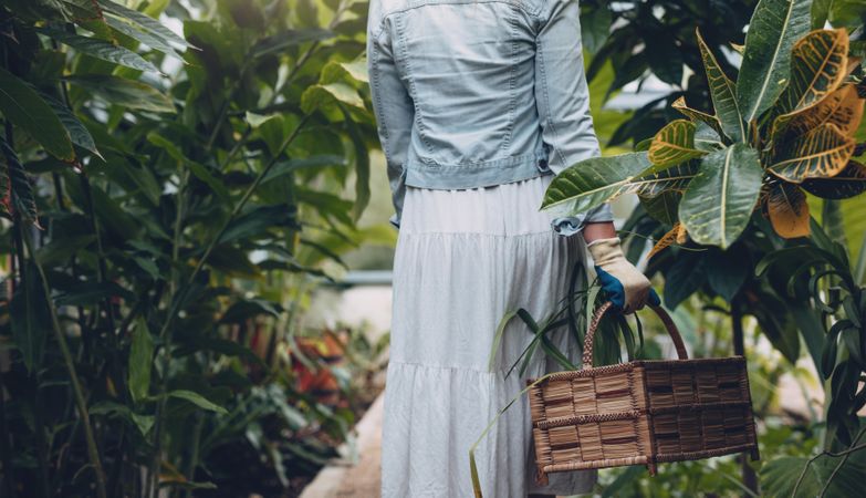 Rear view of female gardener walking with basket in plant nursery
