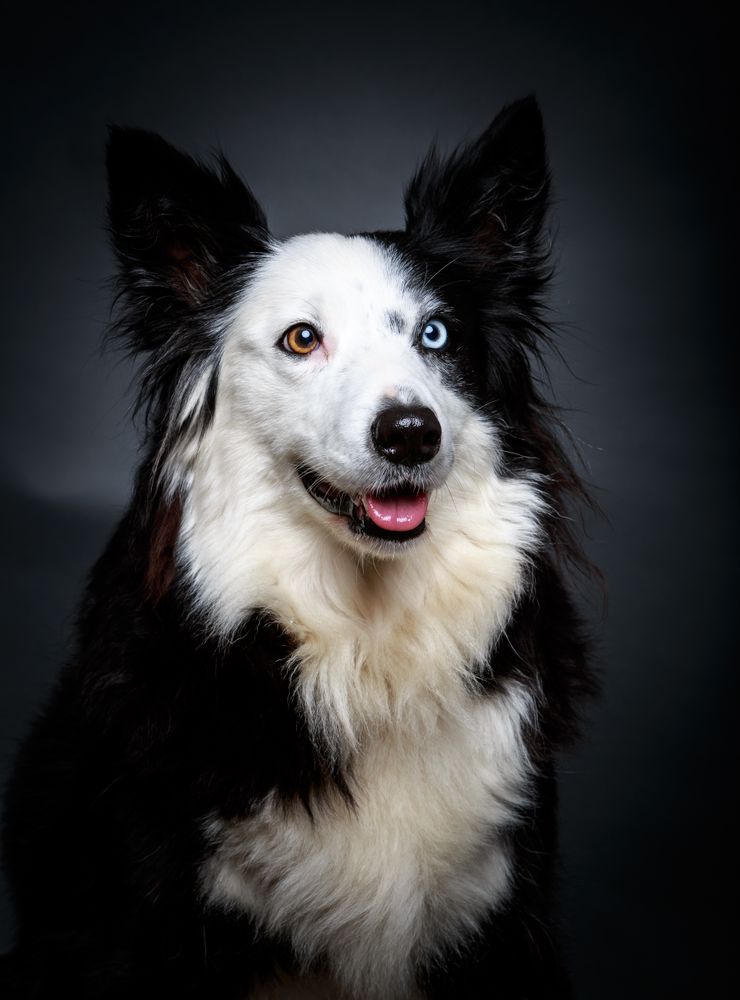 Funny dog with different eyes