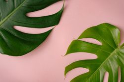 Monstera leaves on pastel coral background