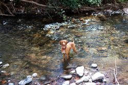 Cute dog in shallow water