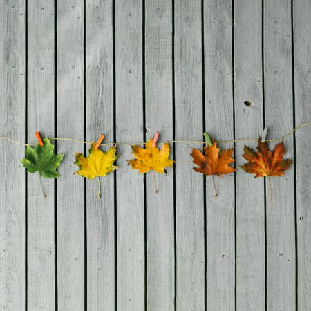Autumn leaves from green to red on light wooden background
