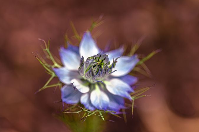 Close up of delicate blue flower