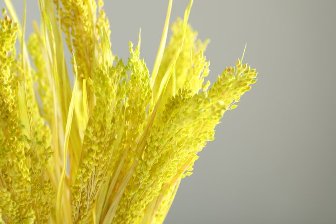 Close up of vase of yellow reed grass in grey room with copy space