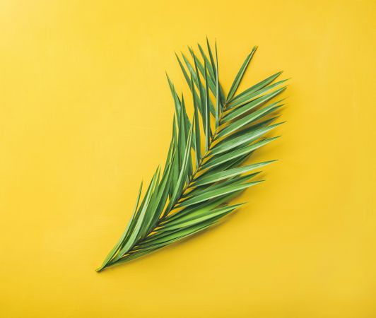 Single palm branch against yellow background