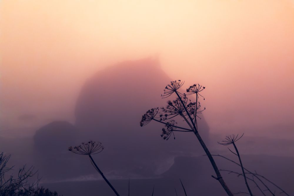Silhouette of plants against moody colorful dusk