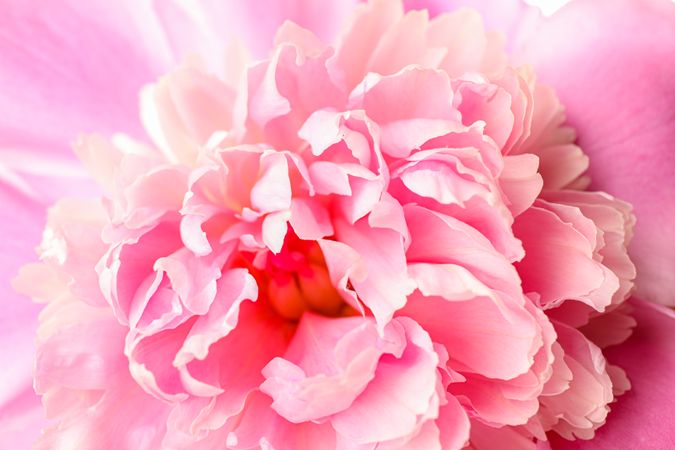 Beautiful pink peony flower as background, closeup