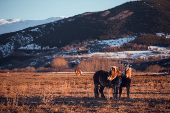 Wild horses pasturing on field near hills