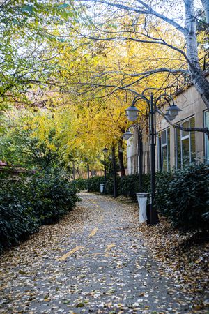 Autumnal park with yellow leaves