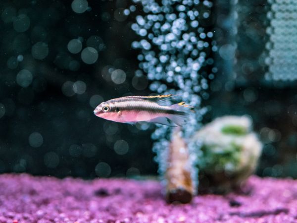 Exotic fish in aquarium