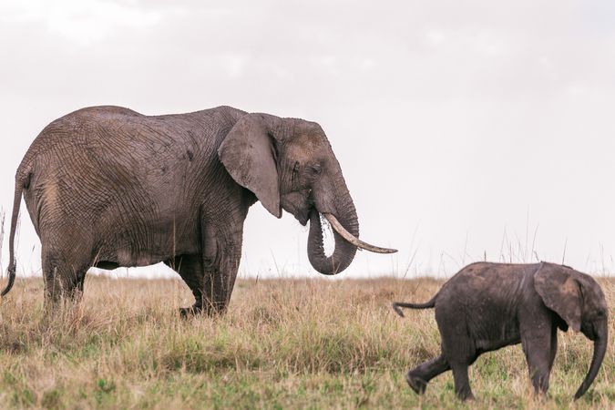 Elephant and its calf walking on green grass field