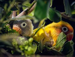 Vivid yellow lovebirds sitting on tree among green lush leaves
