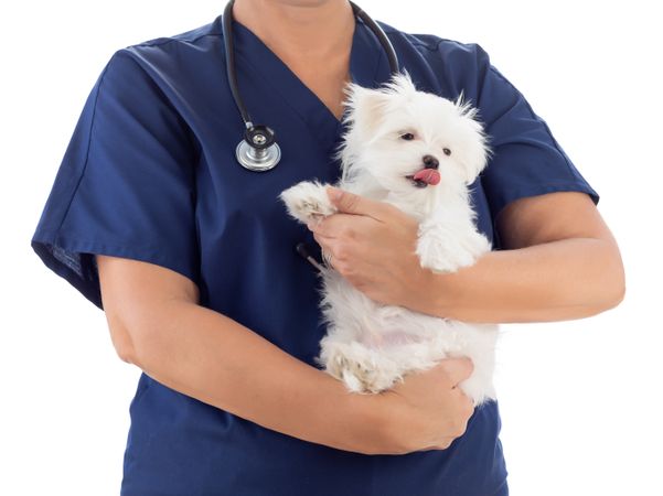 Female Veterinarian with Stethoscope Holding Young Maltese Puppy