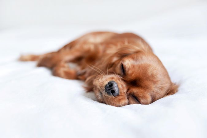 Cavalier spaniel with eyes closed on bed