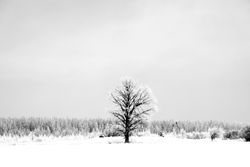 A tree with rime ice in Aitkin County, Minneosta