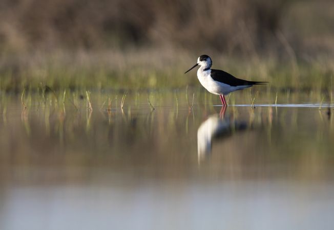 Wild bird walking on water