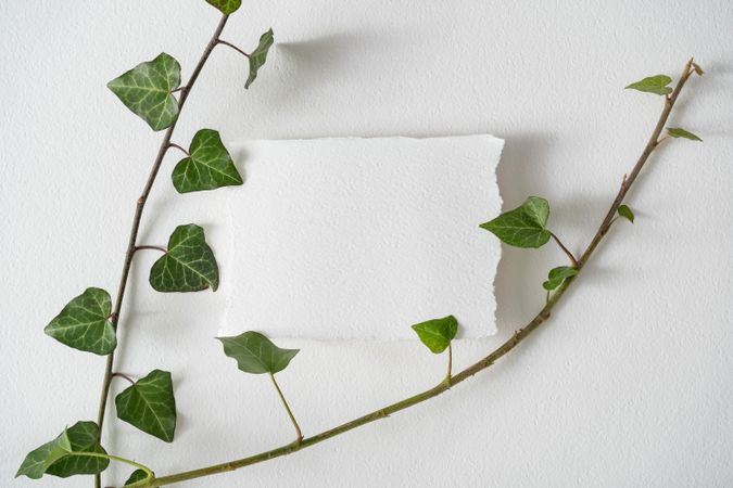 Green vine and light paper note