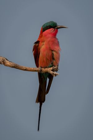 Southern carmine bee-eater looks windblown on twig