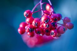 Small red berries growing wild