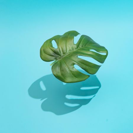 Green monstera leaf with bright blue background