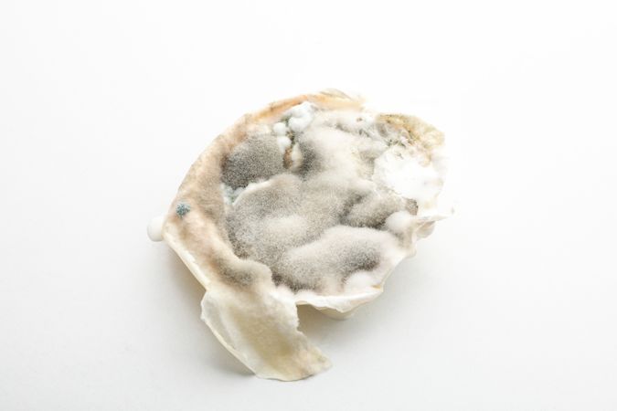 Mold on a light background, isolation, close-up.
