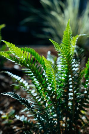 Fern plant in the sun with shiny leaves