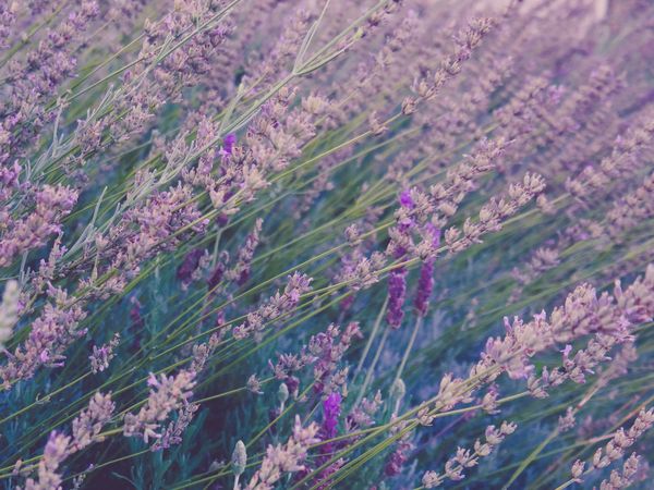 Field of Lavender Plants
