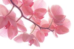 Close-up pink orchid flowers with drops, tender light floral composition