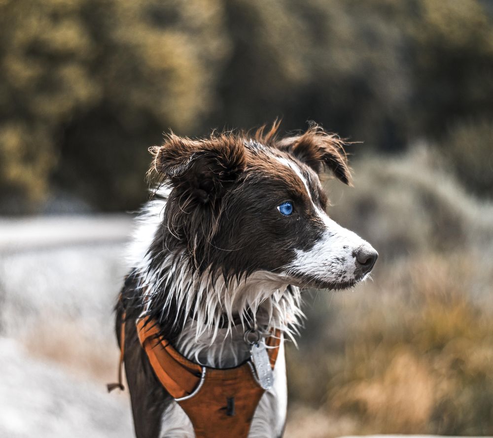 Border collie dog on road